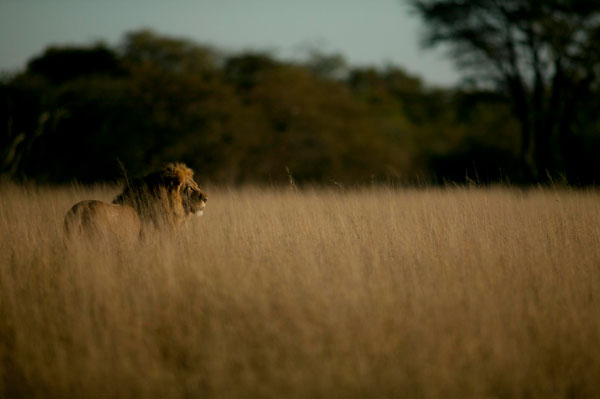 cecil2_brentstapelberg