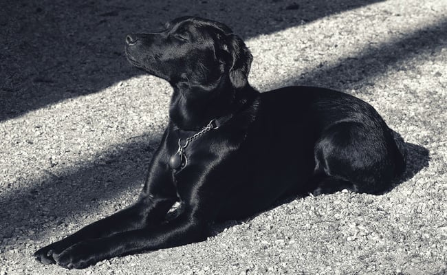 Swart hond - LitNet