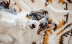 650-Hond-Canva_240x148_crop_7.png